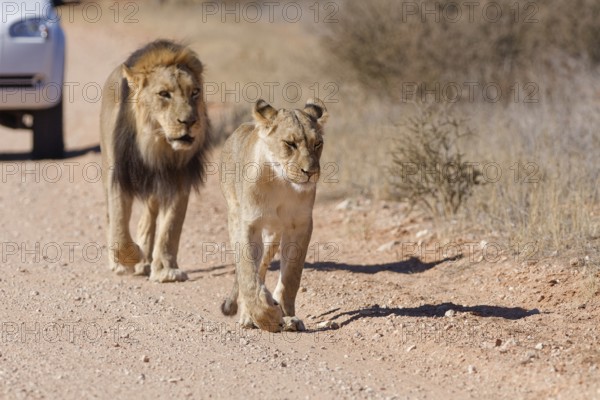 African lions (Panthera leo), two adults, male and female, walking on a dirt road, followed by an