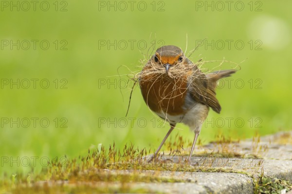 European robin (Erithacus rubecula) adult bird in an urban garden with nesting material in its beak