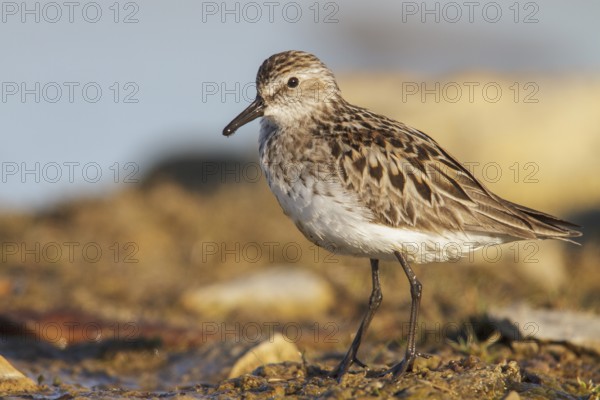 Semipalmated Sandpiper (Calidris pusilla) in a pond in the tundra near Churchill, Manitoba, Canada