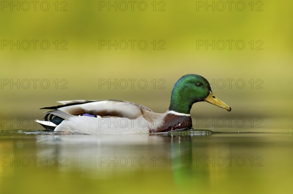 Water bird Mallard, Anas platyrhynchos, with reflection in the water. Bird in the green river,