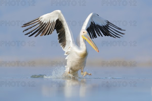 Dalmatian pelican, Pelecanus crispus, landing in Lake Kerkini, Greece. Pelican with open wings.