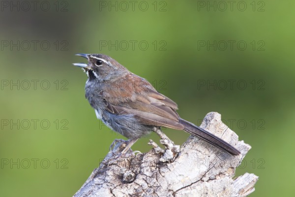 Five-striped Sparrow Amphispiza quinquestriata Santa Rita Mountains, Santa Cruz County, Arizona,