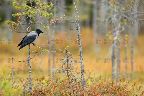 Hooded Crow, Corvus cornix, in orange forest leaves. Bird with orange fall down leaves and morning