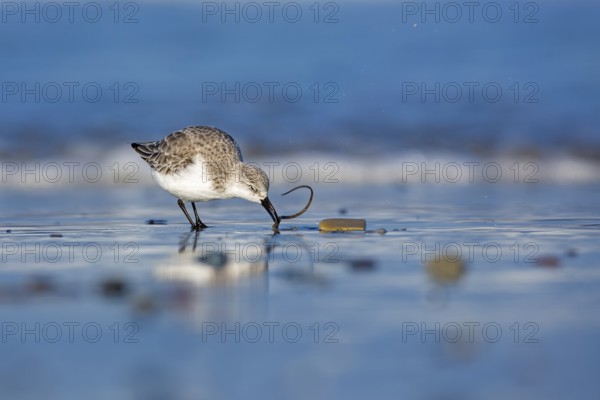 Sanderling (Calidris alba) foraging, Schleswig-Holstein, Germany