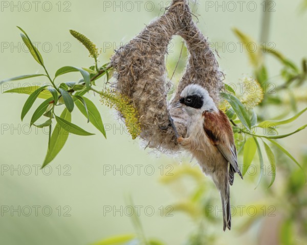 Eurasian Penduline Tit (Remiz pendulinus) male building nest, Saxony-Anhalt, Germany