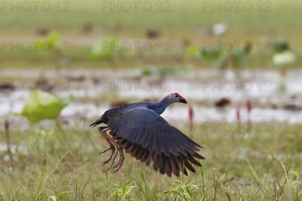 Grey-headed Swamphen (Porphyrio poliocephalus) flying, Bueng Boraphet, Thailand
