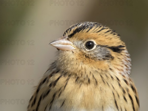 Portrait of a Le Conte's Sparrow, Toxostoma lecontei, perching in the grass in a Saskatoon marsh,