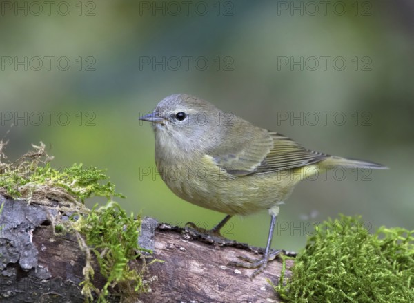Orange-crowned Warbler, Oreothlypis celata, perched on a log in the Autumn in Saskatoon,
