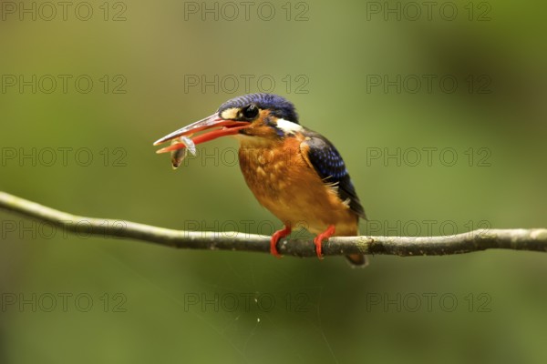 Blue-eared Kingfisher (Alcedo meninting) female perched on a branch with fish in beak, Selangor,