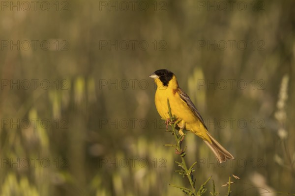 Black-headed Bunting (Emberiza melanocephala) male, Cyprus