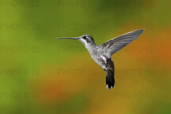 Plain-capped Starthroat Heliomaster constantii Puerto Vallart, Jalisco, Mexico 14 June Adult