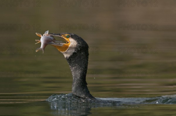 Great Cormorant (Phalacrocorax carbo) with Eurasian perch (Perca fluviatilis) prey in beak,
