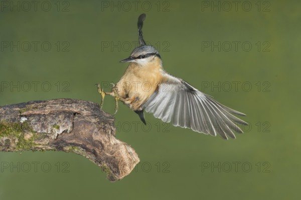 Eurasian Nuthatch (Sitta europaea) landing on a branch, Aosta Valley, Italy