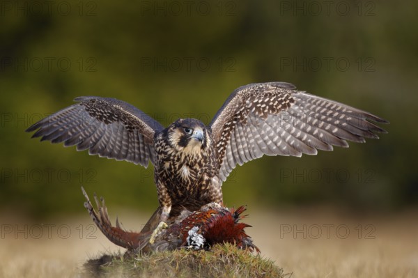 Peregrine falcon with caught kill Pheasant. Beautiful bird of prey feeding on killed big bird on