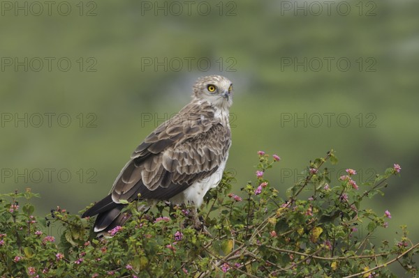 Short-toed Snake Eagle (Circaetus gallicus), India