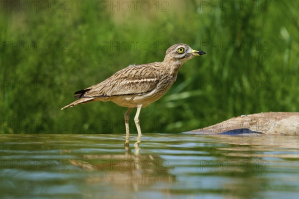 The bird stands in the water, a calm scenario in a green environment, Stone Curlew (Burhinus