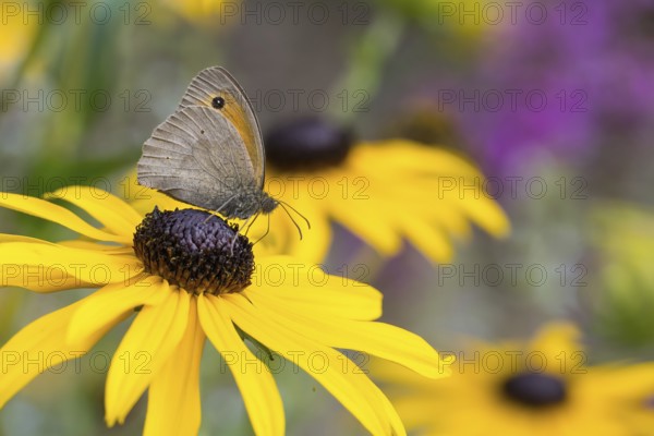 Meadow Brown (Maniola jurtina) sitting on a yellow flower, yellow coneflower (Echinacea paradoxa),
