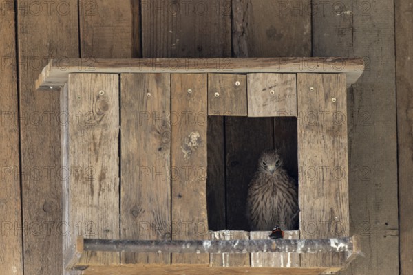Kestrel (Falco tinnunculus) Young bird looks at the butterfly in wonder and curiosity, Admiral,