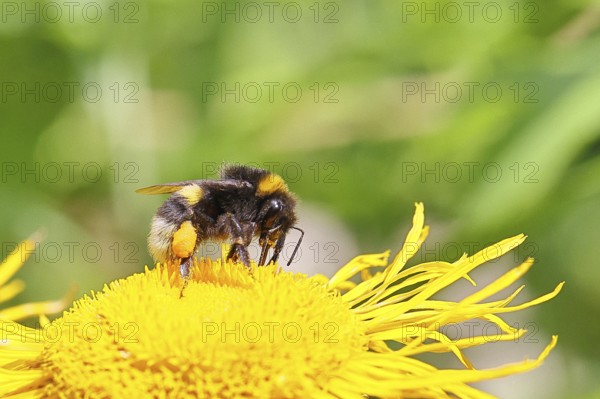 Earth bumblebee (Bombus terrestris), with pollen cup, collecting pollen on a yellow flower of a