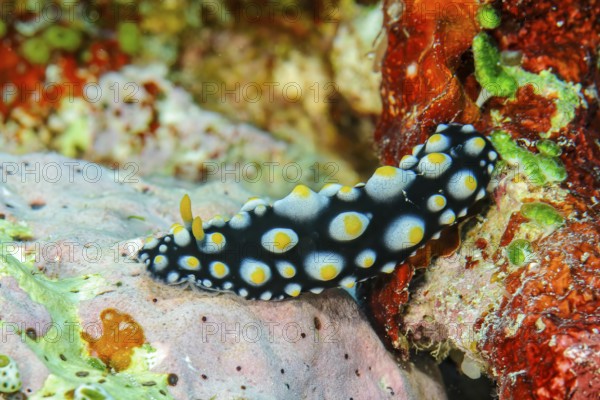 Warty sea slug (Phyllidia tula) shell-less sea slug crawls through a colourful coral reef, Pacific