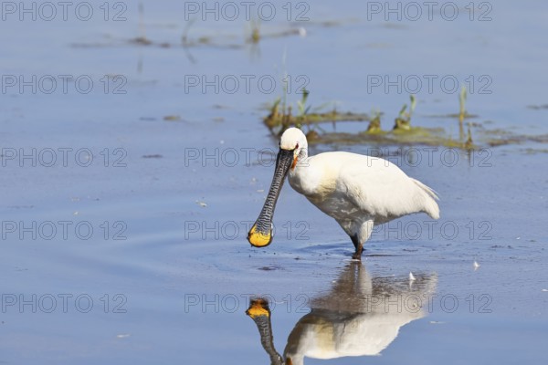Spoonbill (Platalea leucorodia), adult bird striding through shallow water, adult bird in