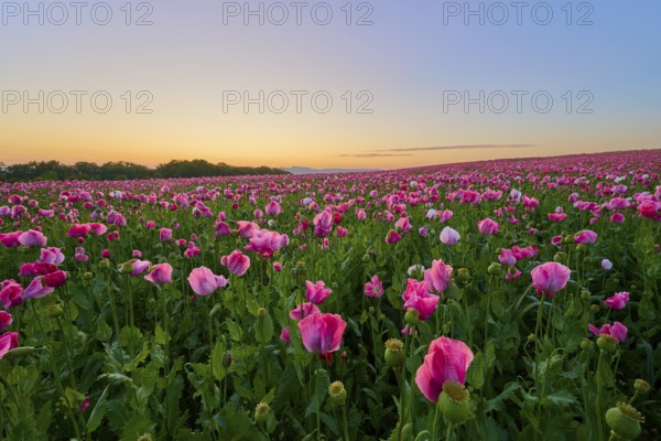 Opium poppy (Papaver somniferum), pink poppy field at dusk with golden sky, summer, summer,