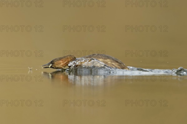 Little grebe (Tachybaptus ruficollis), adult bird in breeding dress, summer dress, in action,