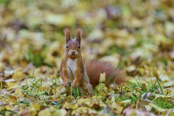 Eurasian squirrel (Sciurus vulgaris), sitting in the grass with a nut in its mouth, surrounded by