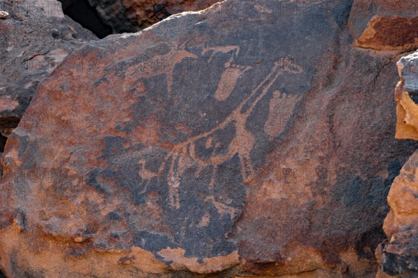 Depiction of feet and a giraffe, engravings of animals on a rock slab, petroglyphs, rock