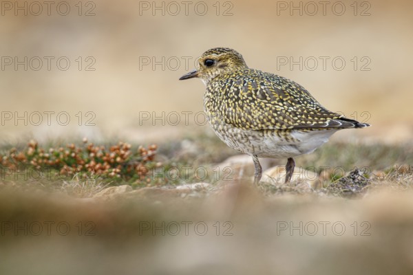 European golden plover (Pluvialis apricaria), resting during his migration travel to the south,