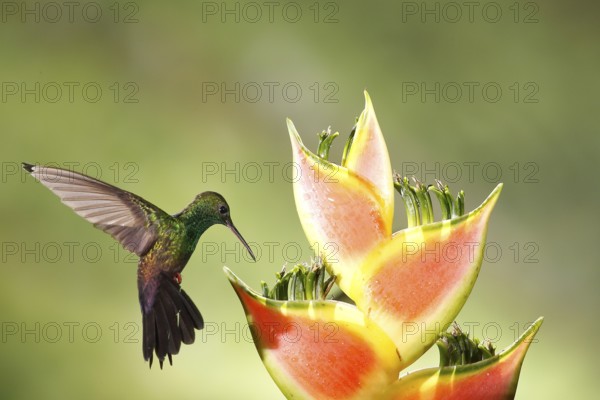 Bronze-tailed Plumeleteer (Chalybura urochrysia) male flying while feeding at flower nectar, Costa
