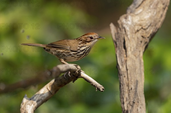 Puff-throated Babbler (Pellorneum ruficeps shanense), Yunnan, China