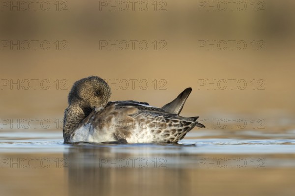 Smient vrouw laag standpunt cpoetsend, Eurasian Wigeon low point of view cleaning feathers