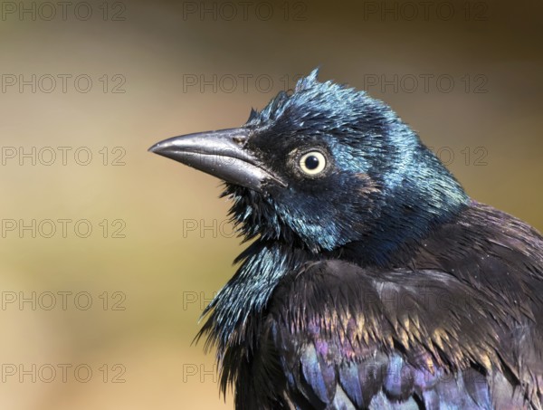 Common Grackle, Quiscalus quiscula, portrait after a bath in Saskatoon, Saskatchewan, Canada