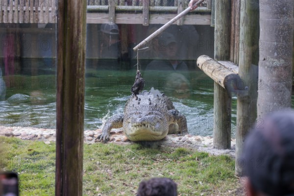 Feeding Maximo, the largest crocodile during a show at the St. Augustine Alligator Farm Zoological