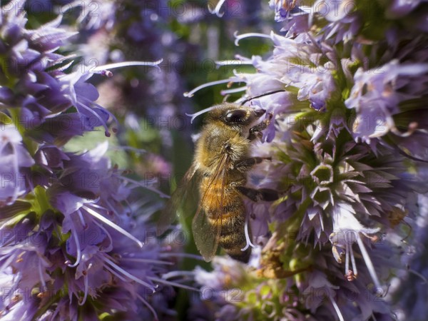 Honey bee (Apis) sitting on scented nettle, aniseed scented nettle, aniseed hyssop, aniseed giant