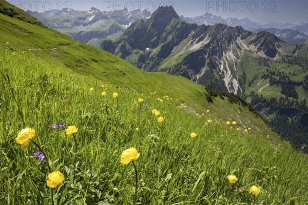 Mountain panorama with troll flowers (Trollius europaeus) from Laufbacher-Eckweg to Höfats, 2259m,