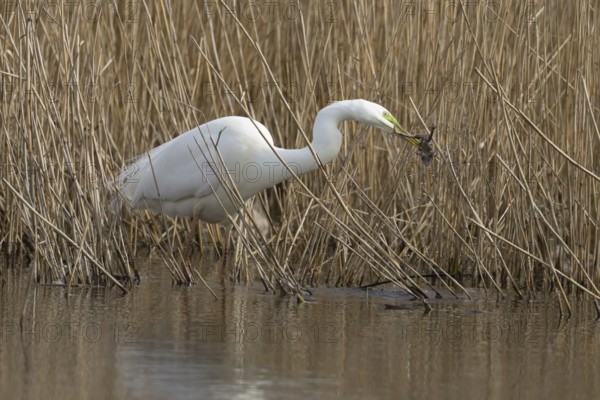 Great white egret (Ardea alba) adult bird in water on the edge of a reedbed with a frog for food in