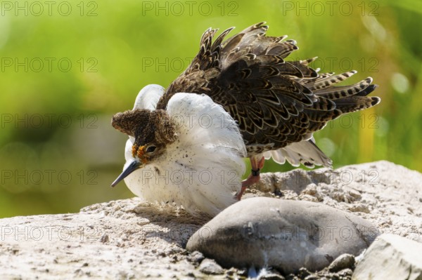 A bird with special feathers stands on a stone in a natural environment, ruff (Calidris pugnax, syn