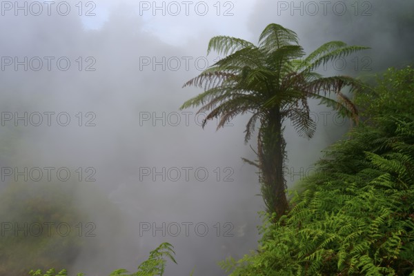 Lone fern tree rises out of misty, steaming forest, Te Manaroa Spring, Hot Spring, Waikite Valley,