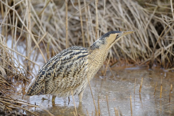 Rohrdommel (Botaurus stellaris), Bittern, Altvogel im Winter, bei der Jagd im flachen Wasser,