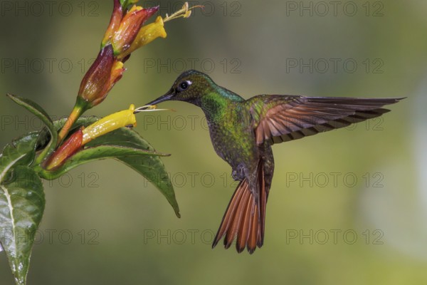 Brazilian Ruby (Clytolaema rubricauda) flying and feeding at a flower in the Atlantic rainforest of