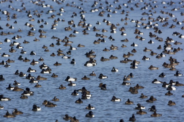 Greater Scaup & Tufted Duck (Aythya marila & Aythya fuligula) huge group on a lake,