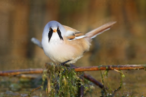 Bearded Reedling (Panurus biarmicus) male foraging in reedbed, Mecklenburg-Western, Pomerania,