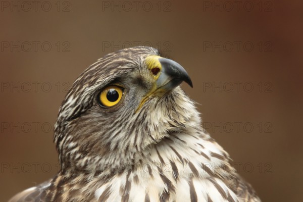 Northern Goshawk (Accipiter gentilis) juvenile, Utrecht, Netherlands