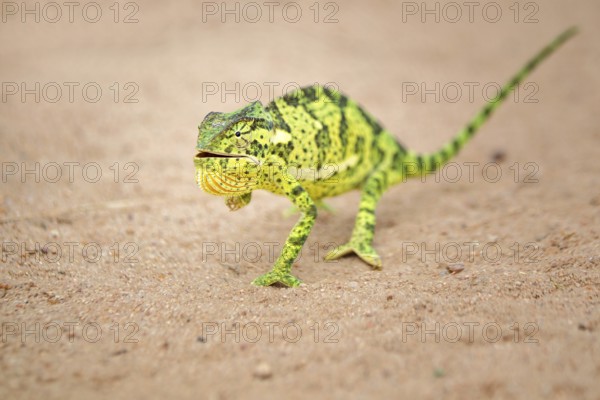 Flap-necked Chameleon (Chamaeleo dilepis) walking on sand, Sabi Sands, South Africa