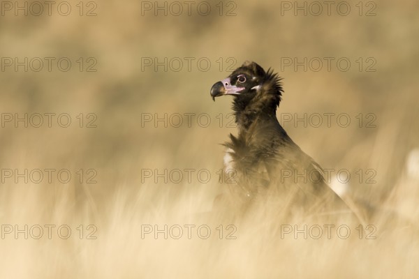 Cinereous Vulture (Aegypius monachus), Castile-La Mancha, Spain