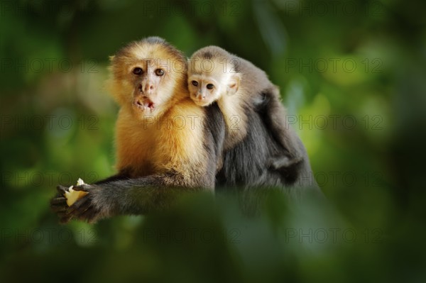 Monkey with young. Black monkey hidden in the tree branch in the dark tropical forest. White-headed