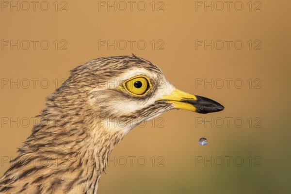 Eurasian Stone-curlew (Burhinus oedicnemus), Castile-La Mancha, Spain