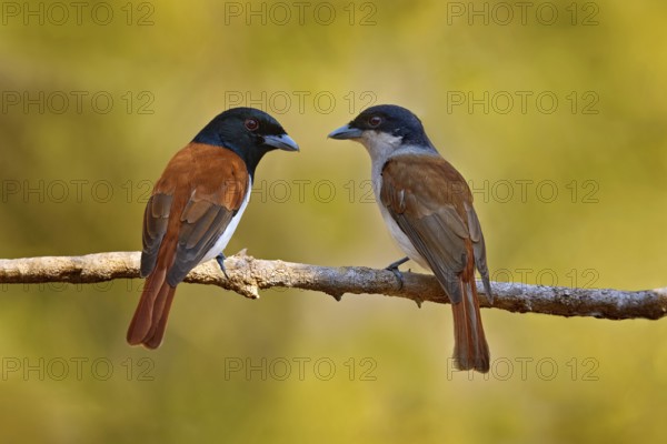 Rufous vanga, Schetba rufa, bird endemic to Madagascar. Male and female of red black vanga sitting